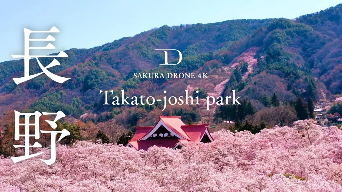 高遠城址公園のタカトオコヒガンザクラ（長野県伊那市）をドローンで空撮