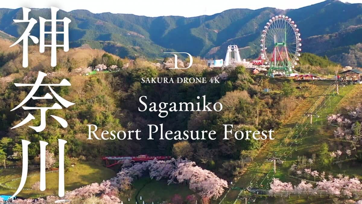 さがみ湖リゾートプレジャーフォレスト（神奈川県相模原市）｜桜ドローンプロジェクト2020