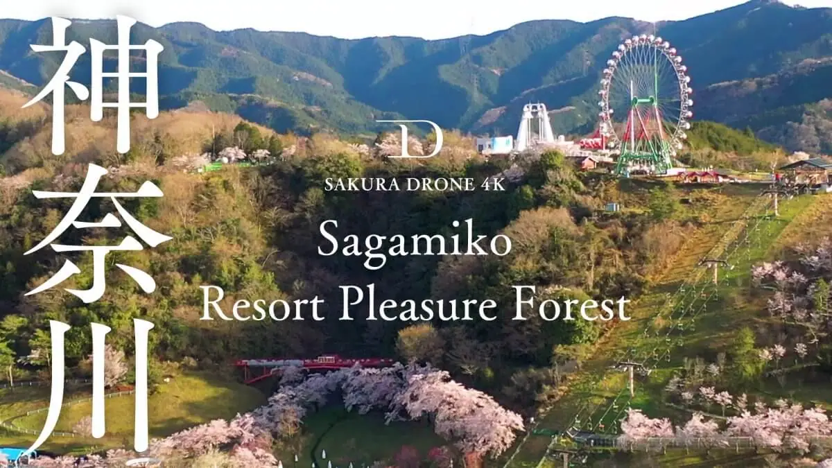 さがみ湖リゾートプレジャーフォレストの桜（神奈川県相模原市）をドローンで空撮