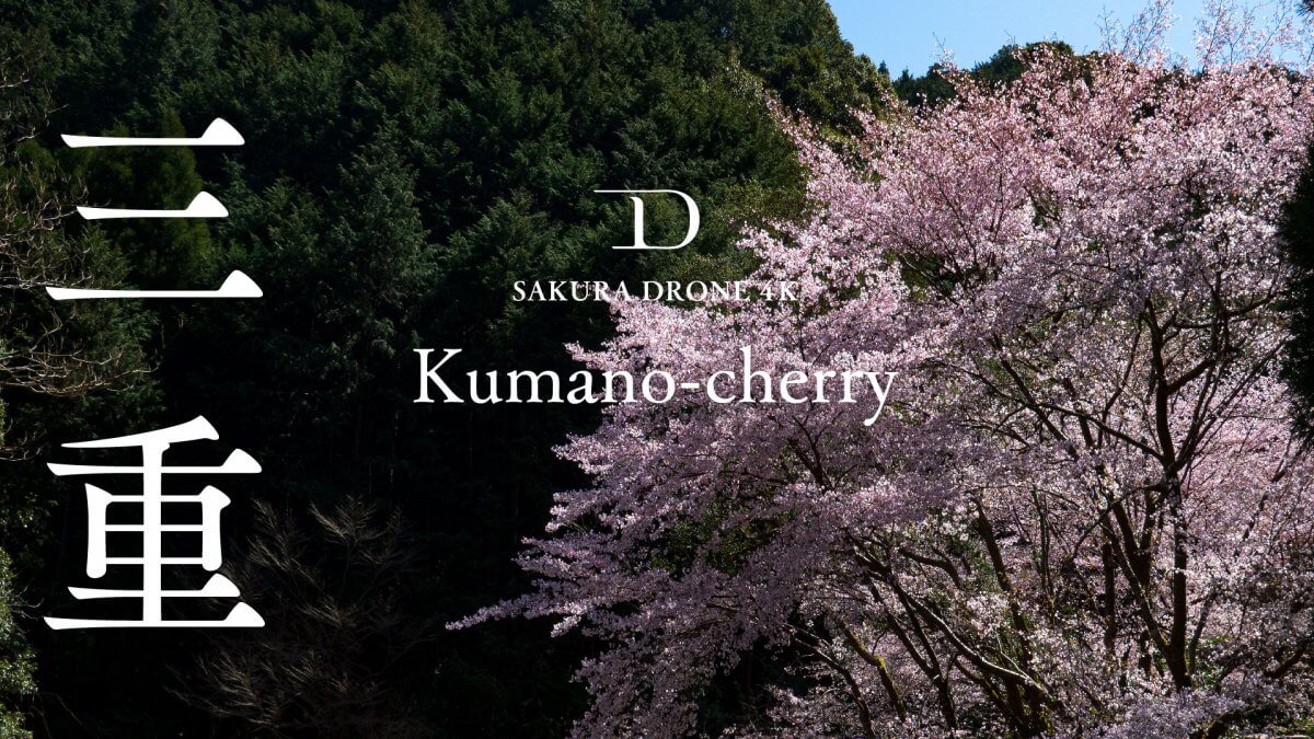 三重県御浜町のクマノザクラ｜桜ドローンプロジェクト2020
