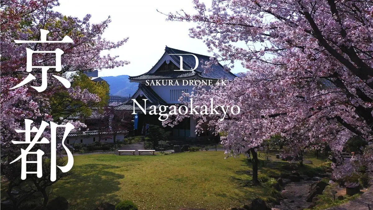【桜ドローンプロジェクト2025】今年は京都へ🌸