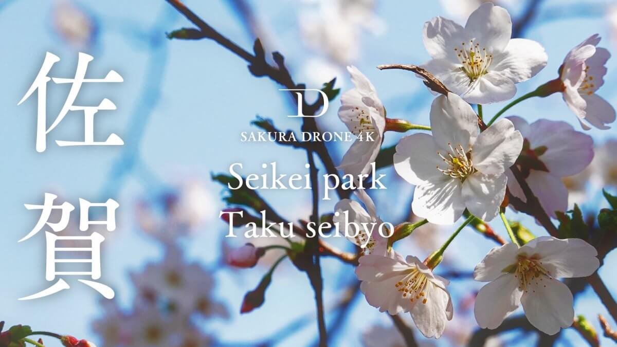 西渓公園の桜（佐賀県多久市）｜桜ドローンプロジェクト2020