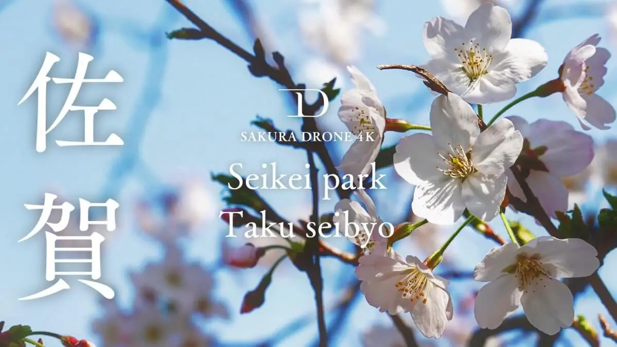 西渓公園の桜（佐賀県多久市）をドローンで空撮