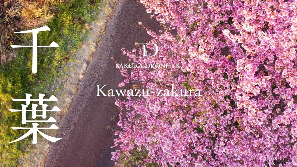 千葉県八千代市のカワヅザクラ（河津桜）｜桜ドローンプロジェクト2020