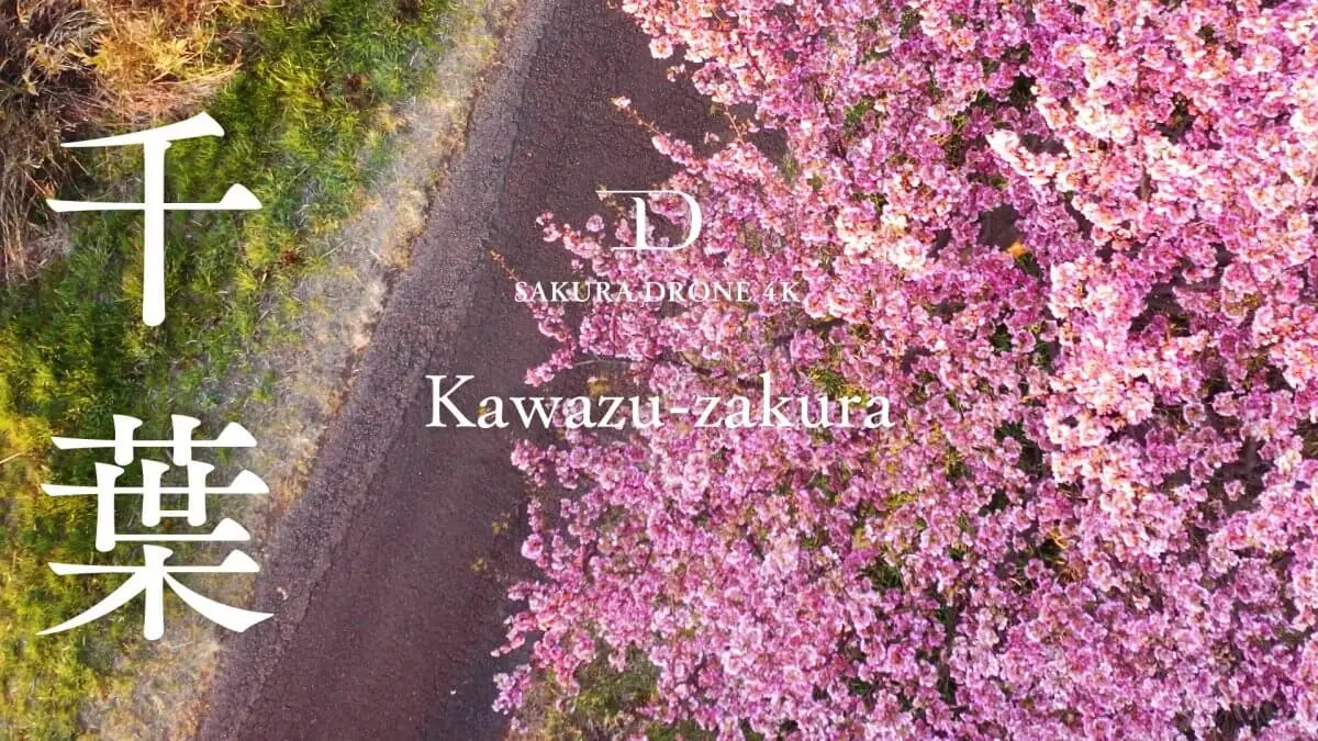 河津桜（千葉県八千代市）をドローンで空撮