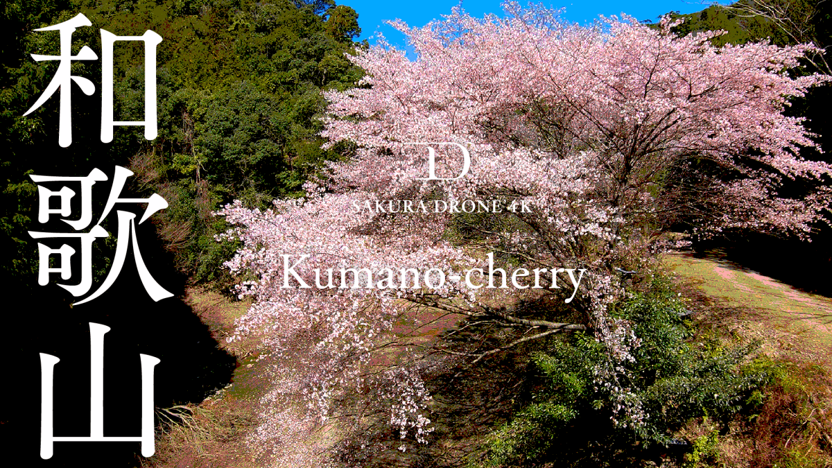 和歌山県古座川のクマノザクラ｜桜ドローンプロジェクト2020