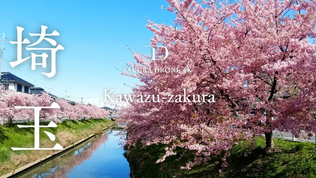 河津桜（埼玉県久喜市）をドローンで空撮