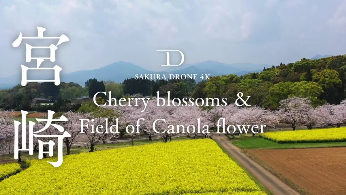 西都原古墳群の桜（宮崎県西都市）をドローンで空撮