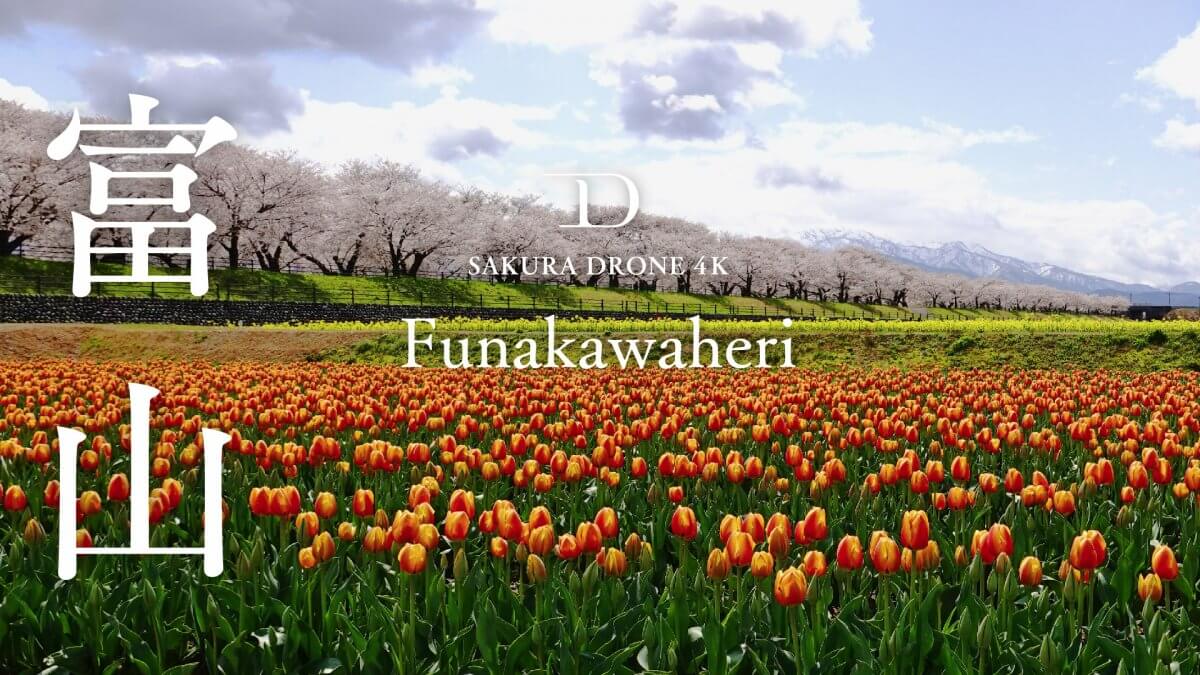 富山県朝日町の『春の四重奏』｜桜ドローンプロジェクト2020