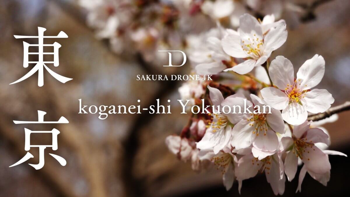 浴恩館のソメイヨシノ（東京都小金井市）｜桜ドローンプロジェクト2020