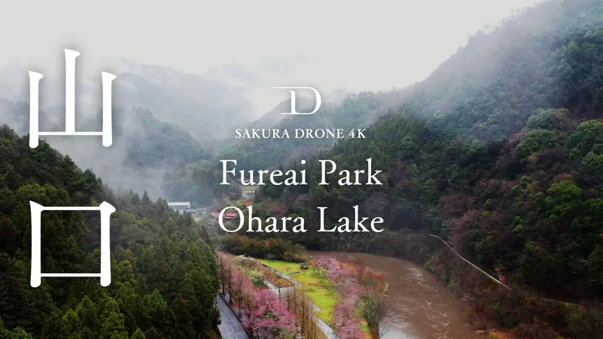 大原湖の桜（山口県山口市）をドローンで空撮