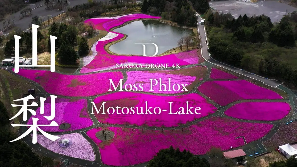 富士本栖湖リゾートの芝桜（山梨県富士河口湖町）をドローンで空撮