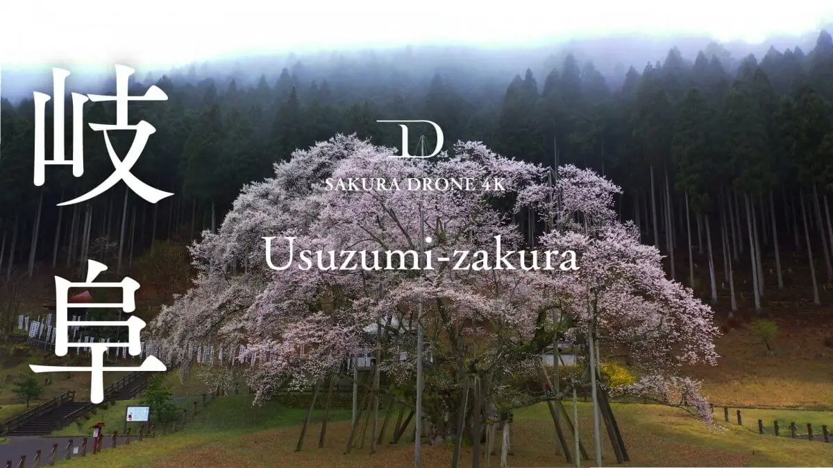 根尾谷の淡墨桜（岐阜県本巣市）をドローンで空撮