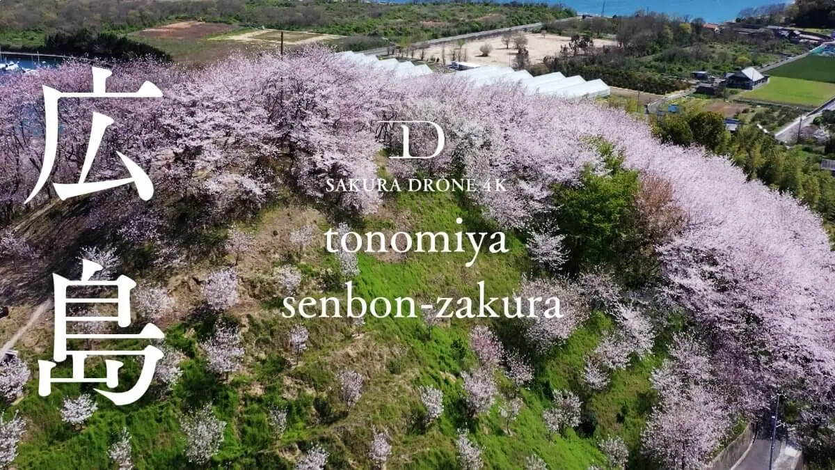 佐木島 塔の峰千本桜（広島県三原市）をドローンで空撮
