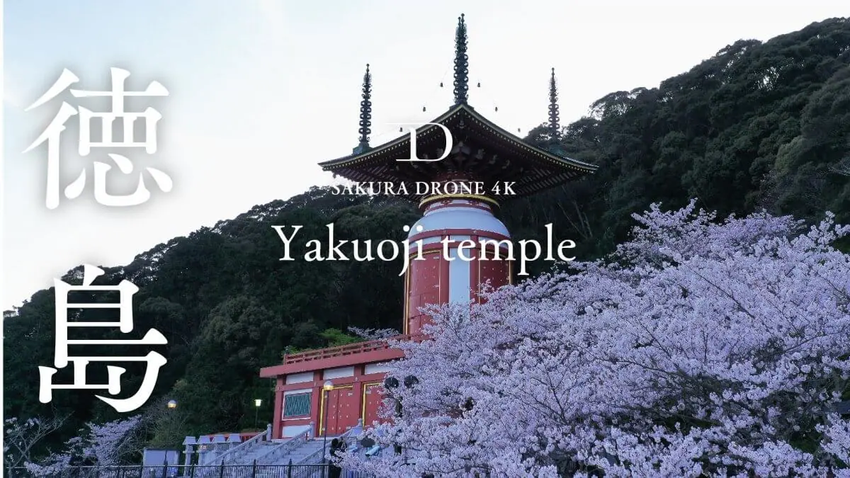 薬王寺の桜（徳島県美波町）をドローンで空撮