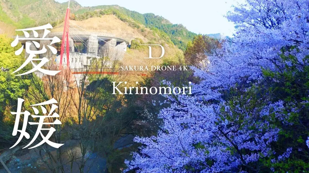 霧の森の桜（愛媛県四国中央市）をドローンで空撮