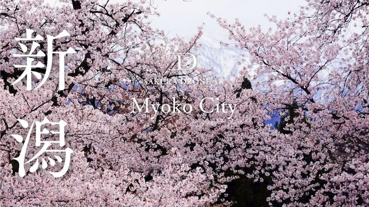 経塚山公園の桜（新潟県妙高市）をドローンで空撮
