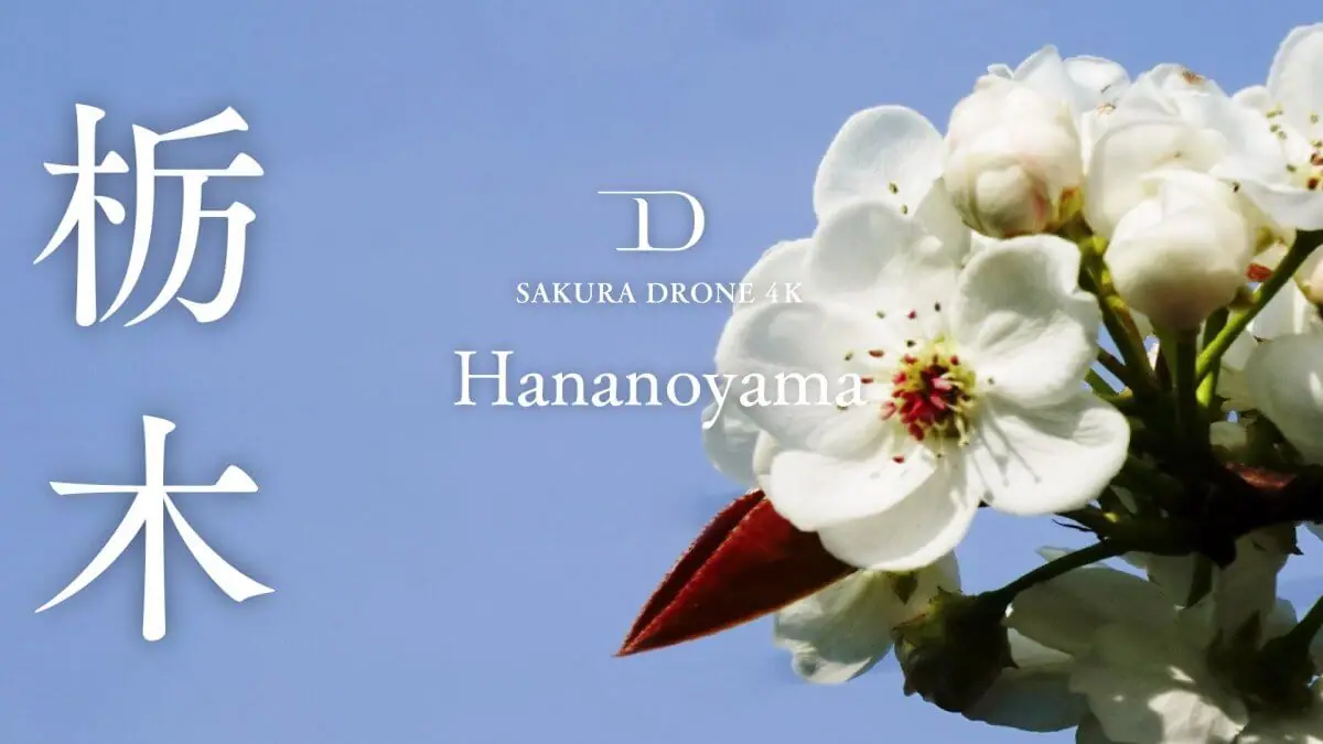 花の山の桜（栃木県茂木町）をドローンで空撮