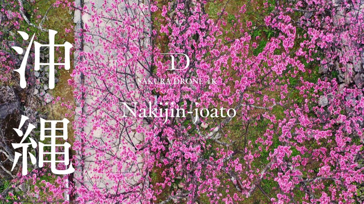沖縄県今帰仁城跡のカンヒザクラ（寒緋桜) ｜桜ドローンプロジェクト2020