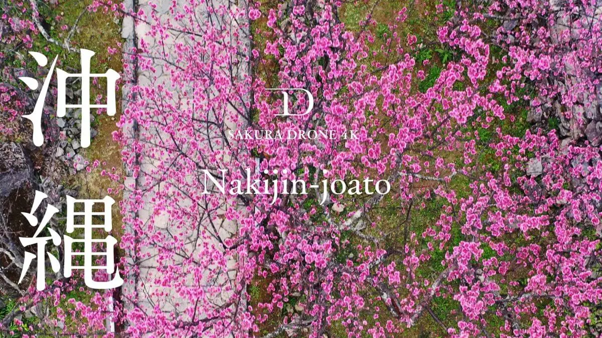 今帰仁城跡の寒緋桜（沖縄県今帰仁村）をドローンで空撮