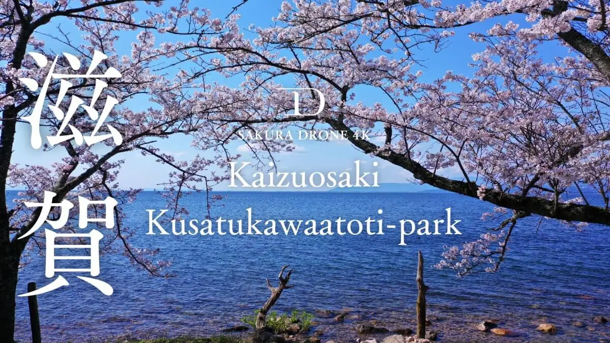 海津大崎と草津川跡地公園の桜（滋賀県高島市・草津市）をドローンで空撮