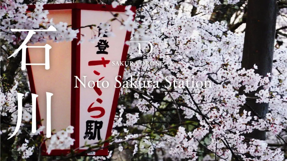 能登鹿島駅の桜（石川県穴水町）をドローンで空撮
