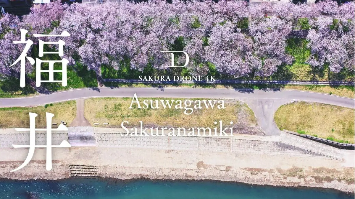 足羽川の桜並木（福井県福井市）をドローンで空撮