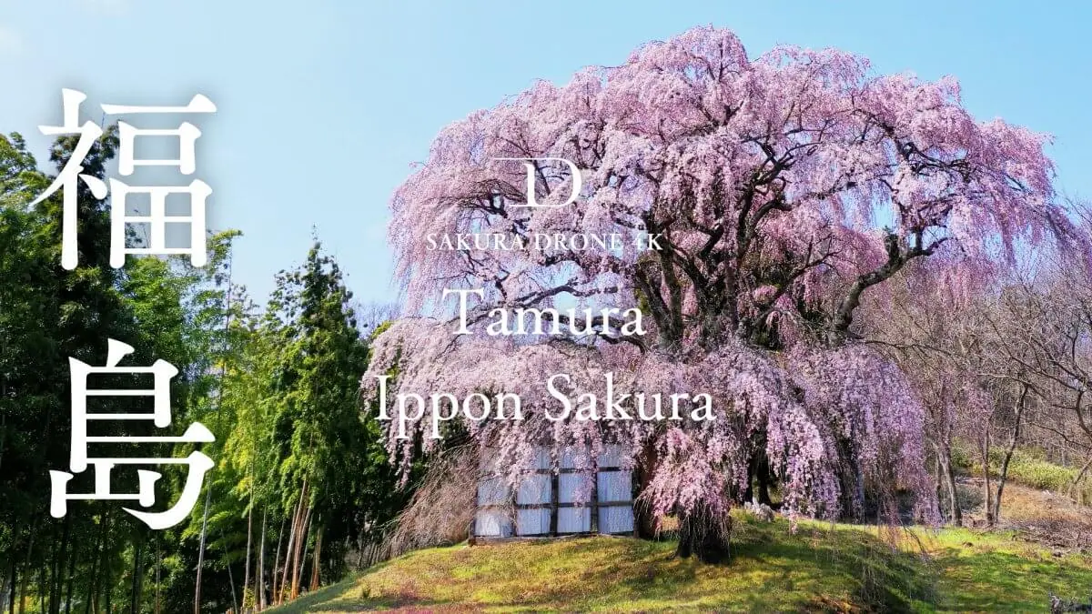 永泉寺のしだれ桜（福島県田村市）をドローンで空撮