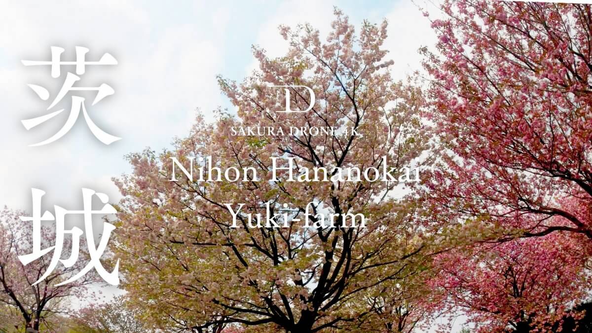 日本花の会結城農場の桜（茨城県）｜桜ドローンプロジェクト2020