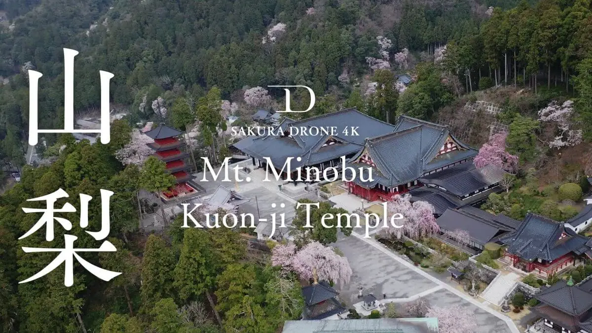 身延山久遠寺のしだれ桜（山梨県身延町）をドローンで空撮