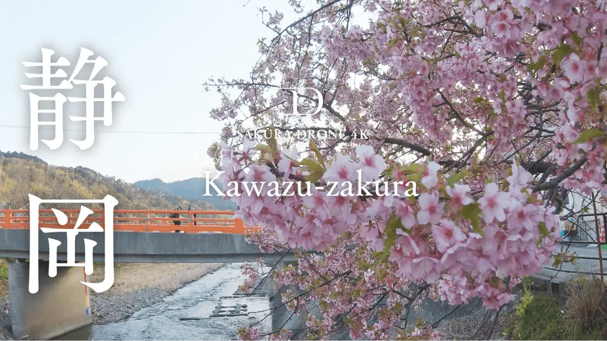 河津桜（静岡県河津町）をドローンで空撮