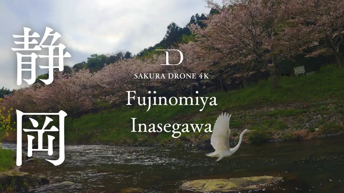 稲瀬川の桜並木（静岡県富士宮市）をドローンで空撮