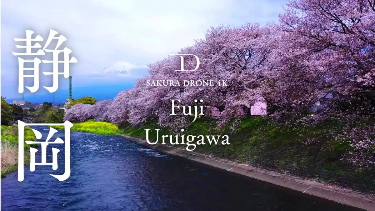 潤井川の桜（静岡県富士市）をドローンで空撮