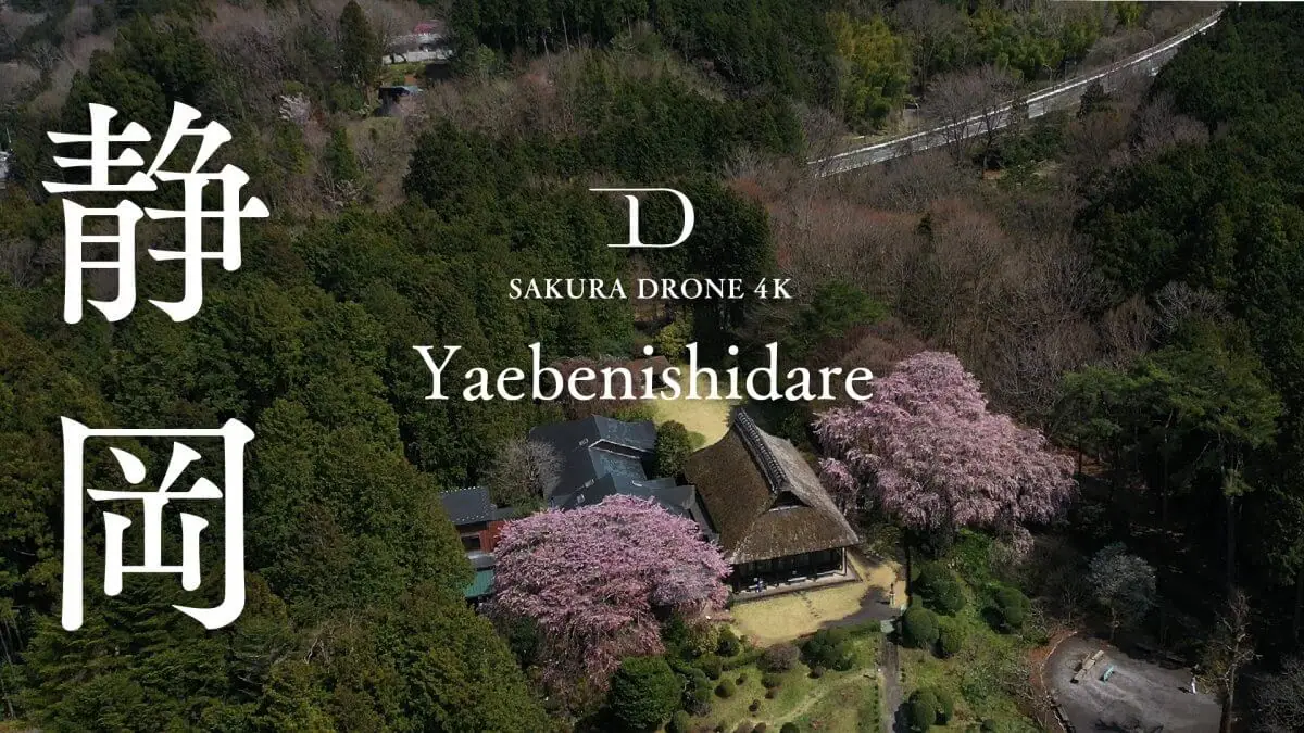 八重紅枝垂（静岡県御殿場市）をドローンで空撮