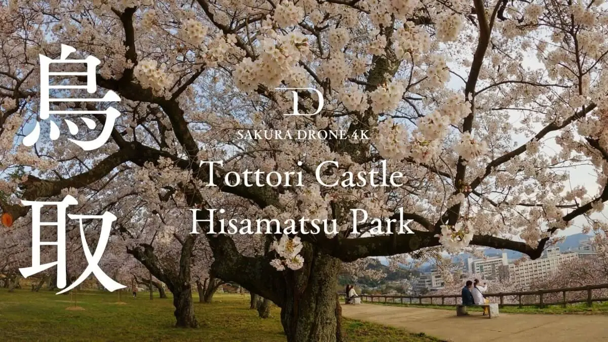 鳥取城跡・久松公園の夕暮れの桜（鳥取県鳥取市）をドローンで空撮