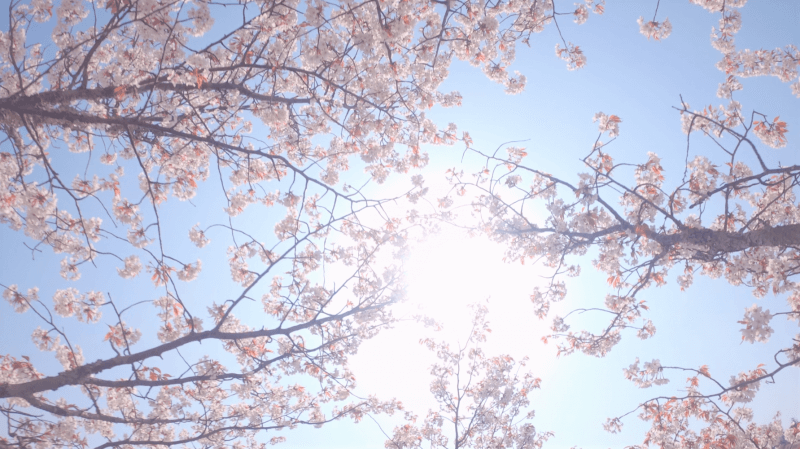 世界遺産の吉野山の桜の中からドローンで撮影