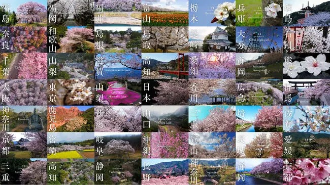 【桜ドローンプロジェクト2021】お花見期間限定！「渋谷横丁」で日本全国の桜映像の提供を開始