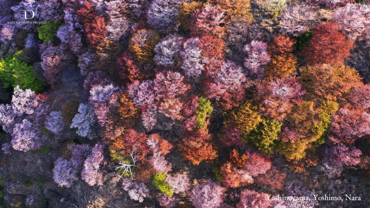 オンライン花見に。桜のバーチャル背景を無料提供!