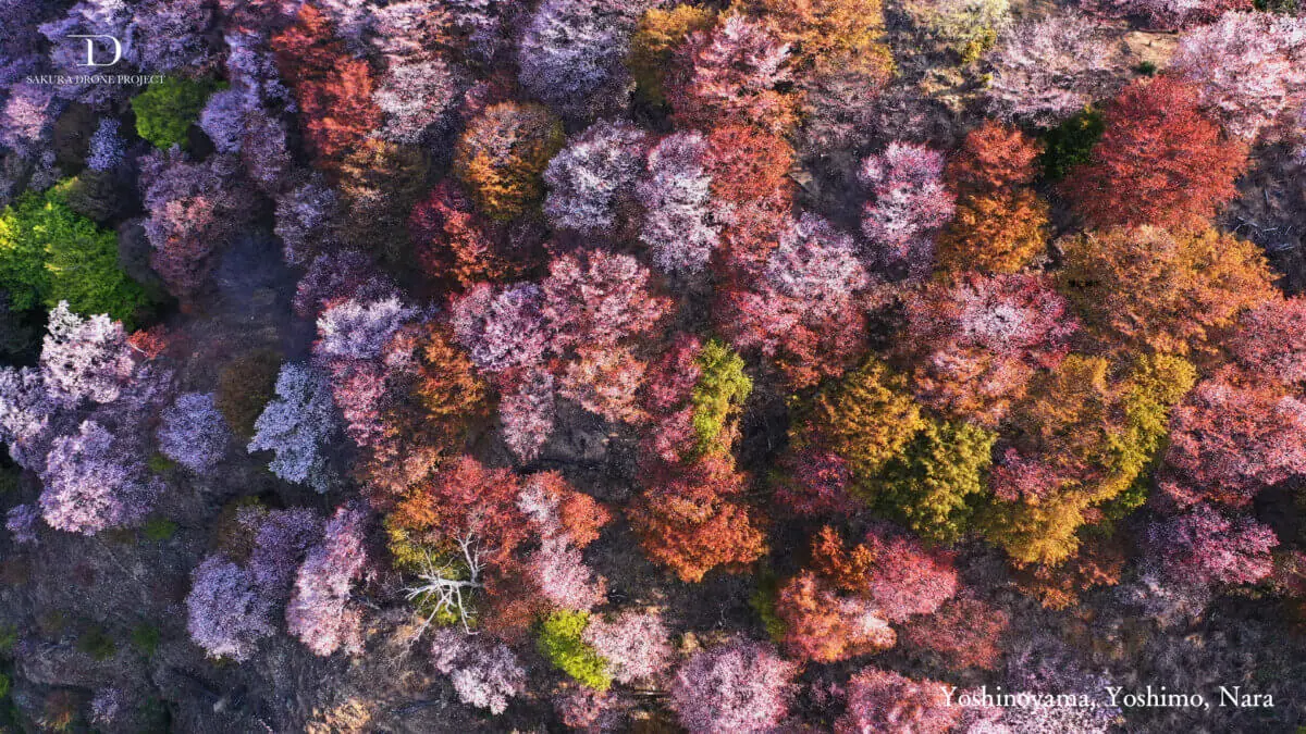 オンライン花見に。桜のバーチャル背景を無料提供！