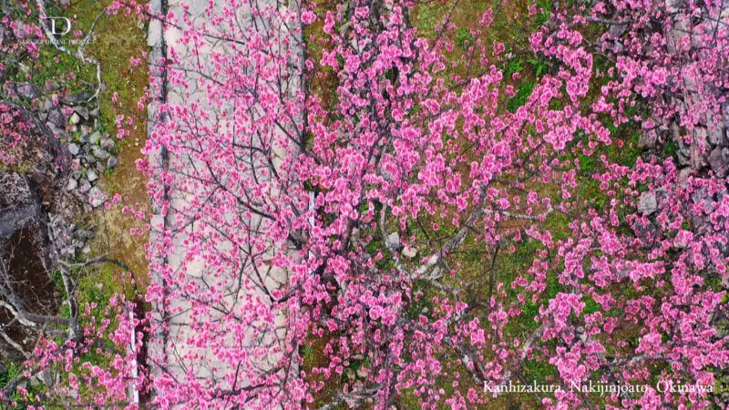 沖縄今帰仁城跡の寒緋桜