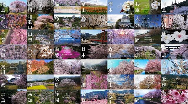 【桜ドローンプロジェクト】3/27はオンライン花見の日！桜絶景スポットで生ライブ配信。今年は特別料理やお酒付き！