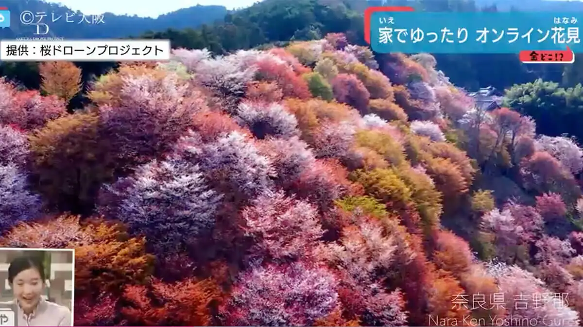 テレビ大阪「やさしいニュース」で「オンライン花見」が紹介されました！