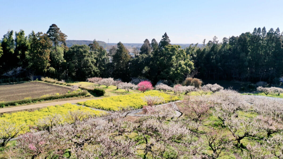 【自然撮影】千葉県横芝光町の梅林をドローン撮影しました。