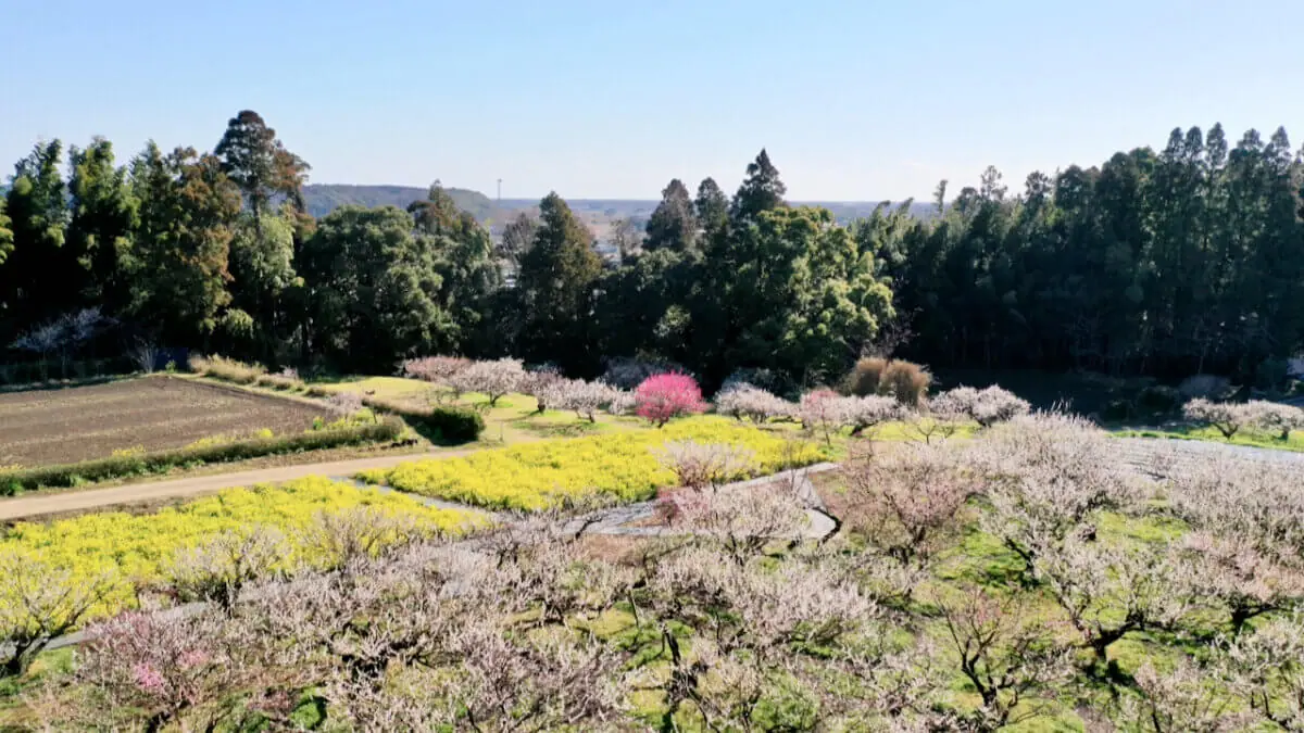 【自然撮影】千葉県横芝光町の梅林をドローン撮影しました。