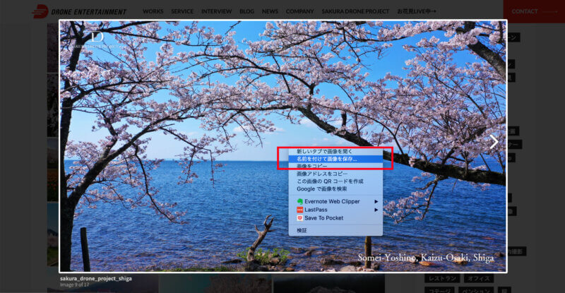 オンライン花見に。桜のバーチャル背景を無料提供！  マイクロ 