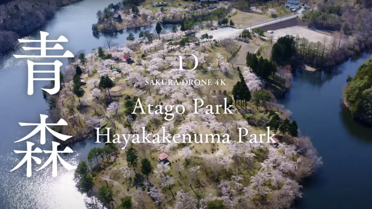 愛宕公園ほか青森県の桜をドローンで空撮