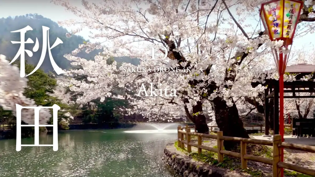 真人公園・横手公園ほか秋田県の桜をドローンで空撮