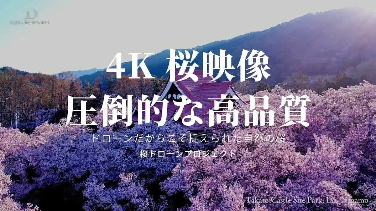 高品質な桜の動画がない