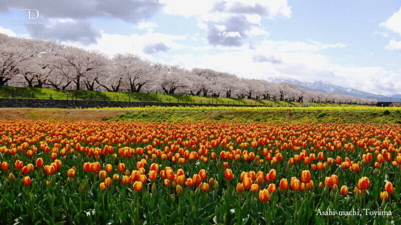 富山県朝日町の春の四重奏