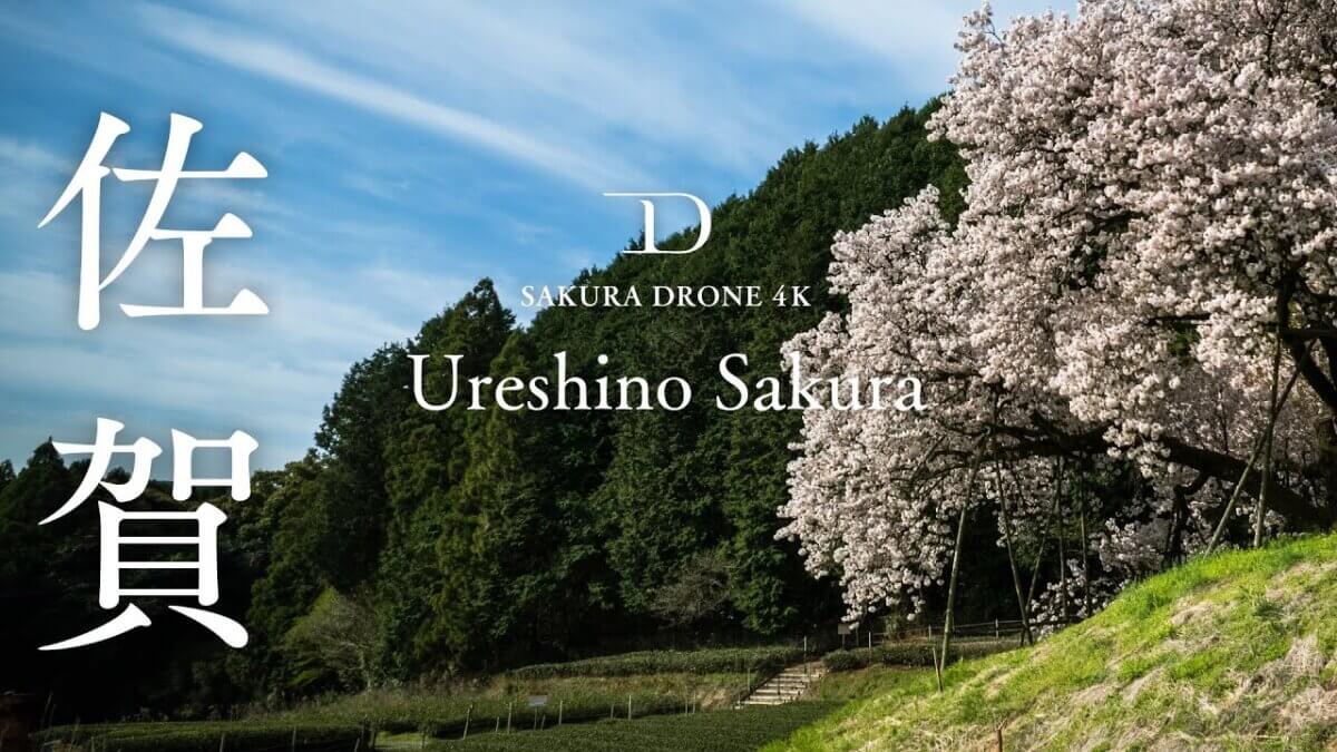 佐賀県嬉野市 納戸料の百年桜｜桜ドローンプロジェクト2022
